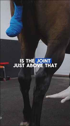 Injecting the Two Lowest Hock Joints in Horses