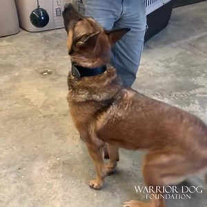 1.8K views · 162 reactions | ✈️Retired Air Force MWD Goral loves one on one time and any kind of tug-a-war! 懶We are grateful to be able to provide love, care, and rehab for these amazing K9s. Thank you for supporting our mission! ______ WARRIOR DOG FOUNDATION @warriordogfoundation  Founded By: former Navy SEAL Mike Ritland Non-Profit 501c3  info@warriordogfoundation.org CFC #: 34063 Find us on Amazon Smile✔️ | Warrior Dog Foundation | Facebook