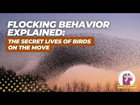 Why Birds Travel in Flocks — Safety, Strategy, and Survival