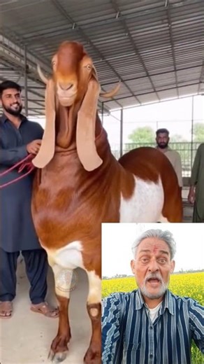 sabse bada bakra 😲