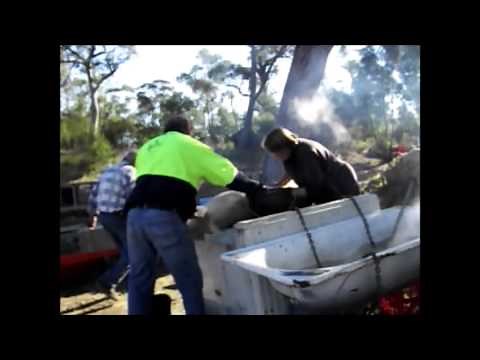 Homesteading - How to Slaughter Pigs - Part One