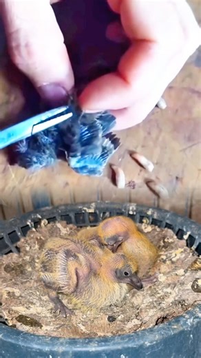 botfly remove #viral #botfly #shortvideo