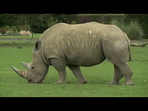 Bright Ideas 2 - Unit 5 - Why Animals Are Amazing