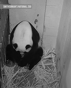 3.4M views · 1K reactions | WELCOME TO THE WORLD!  Hear the first squeals of the Smithsonian's National Zoo's newborn giant panda cub. Mom Mei Xiang gave birth at 6:35 p.m. August 21 and the zoo says they are both doing well. Mei Xiang MORE: https://bit.ly/34qLSZt | FOX 13 News - Tampa Bay | Facebook