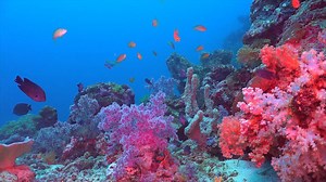 4K UHD Ocean Reef Aquarium: A Virtual Experience in Diving in the Tropical Seas with Colorful Fishes and Corals