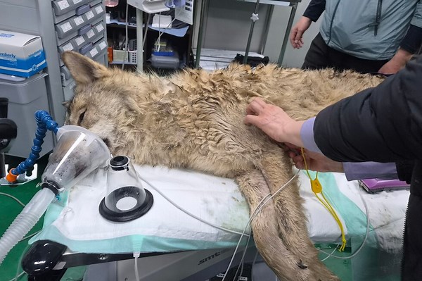South Koreans breathe sighs of relief as escaped wolf is returned to zoo safely