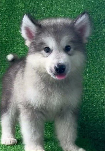 Giant Alaskan Malamute puppies