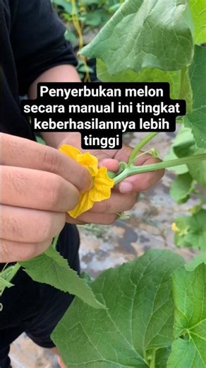 Penyerbukan melon secara manual