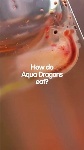 How do Aqua Dragons eat?