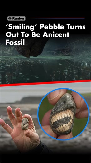 'The BBC has had the fossil identified by the British Geological Survey (BGS) which confirmed it is a larger part of a crinoid. Crinoids are marine animals that first appeared in the Cambrian period, more than 500 million years ago, making it one of the oldest complex animals on the planet, and versions of it still exist today. It has a flexible stem, which is attached to the sea floor, with branching arms arranged around the main body of the animal at the top of the stem - although it is an ani