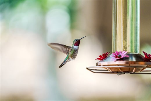 Hummingbirds leaving Ohio as they begin their migration south for winter