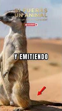 Un día como suricata en el desierto 🐾 #naturaleza