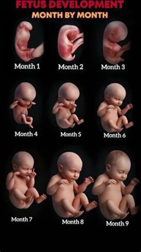 Fetal Development Month by Month | How Baby Grows in the Womb