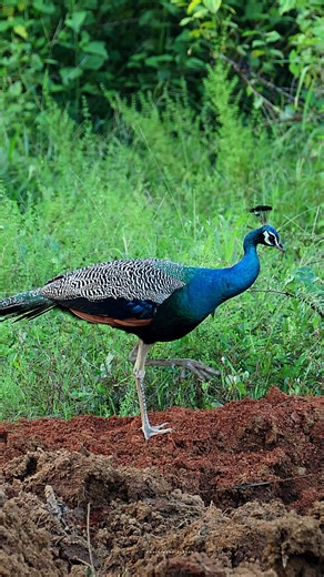 Peacock | 𝐍𝐚𝐭𝐮𝐫𝐞 𝐏𝐡𝐨𝐭𝐨𝐬 𝐁𝐨𝐨𝐤