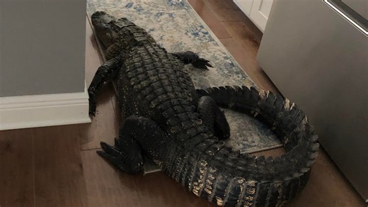 'There's an alligator at my front door!' Video shows 8-foot gator in Venice woman's kitchen
