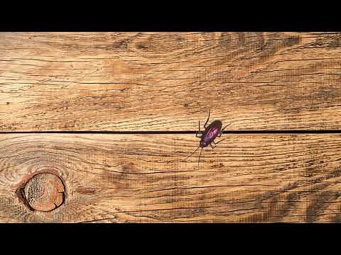 🛎 Cat Games ~ Catch Cockroach! Cat Games on Screen Video for Cats Kittens Dogs & Puppies