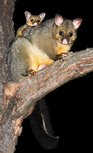 Common brushtail possum - Alchetron, the free social encyclopedia