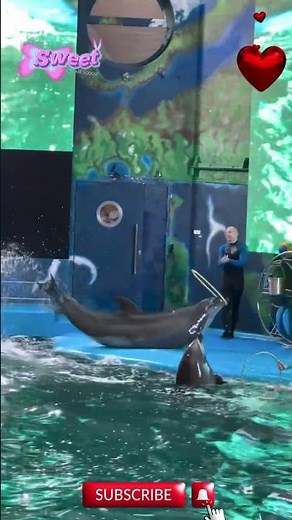 Epic Dolphin Show – Amazing Tricks & Jumps You Must See!