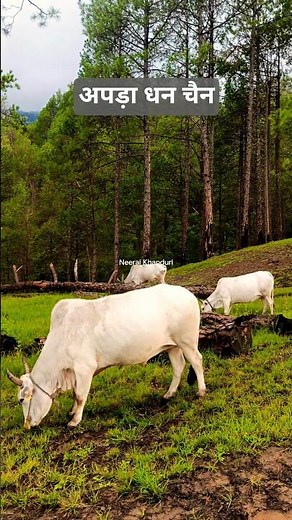 Narendra Singh Negi Ji Old Garhwali Song Chal Yin Duniya Dur Chali Jaula