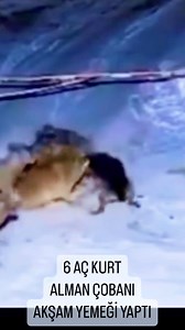 Wolwes attack to German Shepherd Dog | Kurtlar Alman Kurduna saldırdı ! #Fyp #keşfet #dogs | Birol Başyiğit