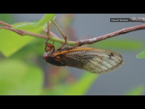 Facts about cicadas