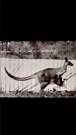 Kangaroo Jumping (1887) Eadweard Muybridge