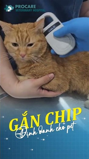 Gắn chip định danh cho pet | Bệnh viện thú y Procare Gò Vấp