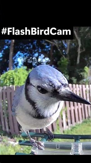 Blue Jay Love Story 🕊️ | One Flies Out, Another Flies In | #FlashBirdCam