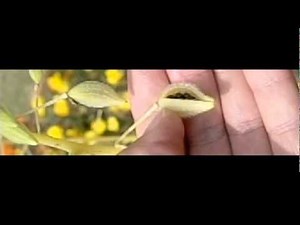 理科映像 ホウセンカの種子３