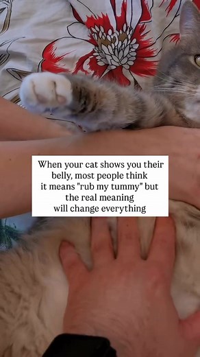 Most cat owners see their cat roll over and show their belly and think it’s an invitation for belly rubs. Then they reach down to pet that fluffy tummy and get attacked with claws and teeth. “My cat is bipolar,” they think. “Why show me your belly if you don’t want it touched?” Here’s what that belly display actually means in cat language. When cats expose their belly to you, they’re showing you the ultimate sign of trust and vulnerability. In the wild, showing your belly means certain death, it