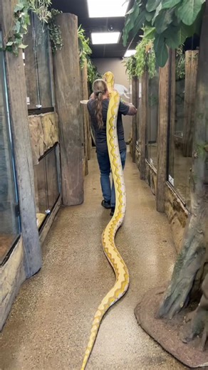 Giant Python Growth Journey