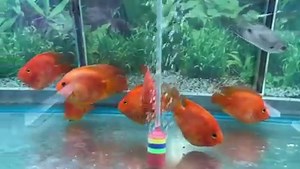 Yuan Bao Blood Parrot Cichlid (元寶鸚鵡魚) Also known as the Yuan Bao Red Parrot or Yuan Bao Blood Red Parrot Cichlid. Blood Parrots have been around in the fish hobbyist world for ages! The Yuan Bao variant resembles ancient odd-shaped Chinese gold or silver that was the equivalent of currency, hence the name. We hand select each one to ensure they're healthy and have no visible defects. Size is about 3 to 3.5 inches or so. www.petzonesd.com/yuan-bao-blood-parrot/ | Pet Zone Tropical Fish, San Diego