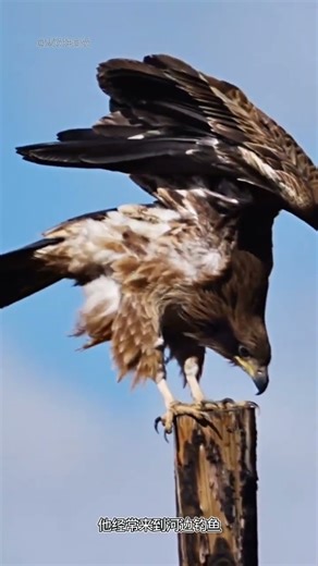 The big bird actually caught a fish weighing five or six pounds! #MysteriousAnimalBehavior #Wildl...