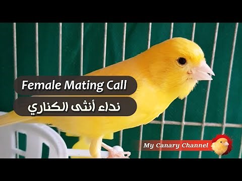 Best mating call female canary song - HD live - ready to breed