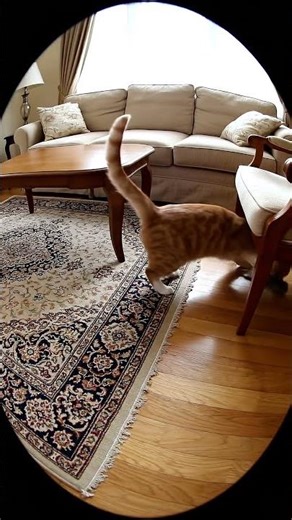 Cat chasing toy mouse