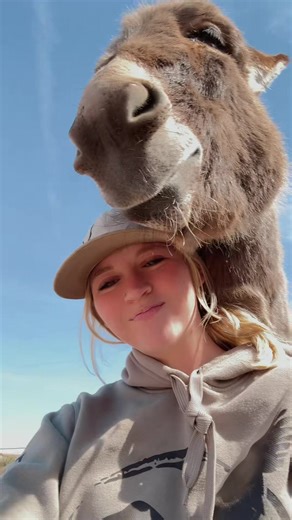 Everybody needs a wrangler 🤍🤍 #minidonkeys #cutebaby #homeade #fypシ #barn