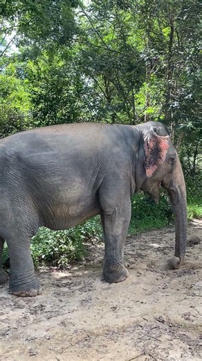 Heartfelt Elephant Feeding Moments | Love, Care & Visitor Reactions at the Sanctuary