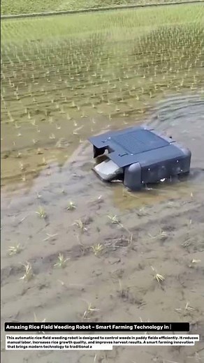 Amazing Rice Field Weeding Robot – Smart Farming Technology in Action!.