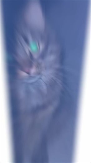 Die Europäisch Kurzhaar Katze: Dreckiger Straßenkönig