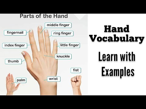 Parts of the hand. Hand parts. Hand vocabulary.