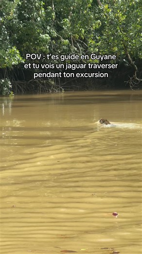 On a eu la chance de vivre un moment exceptionnel : observer un jaguar en pleine nature pendant l’excursion !!😍 Si toi aussi tu veux vivre une excursion unique en Guyane, envoie-moi un message ! #guyane #🇬🇫 #foretamazonienne #jaguar