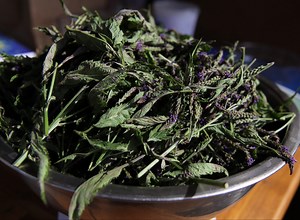 5 Easy Steps to  Making And Using Blue Vervain Tincture
