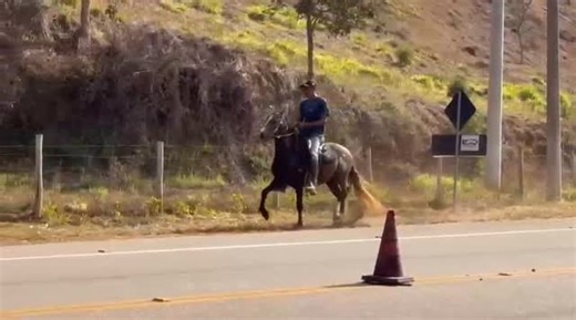 João Pedro Corrêa Resende on Instagram: "🚨CASTRADO À VENDA! 🔥🔥🔥🔥🔥🔥🔥🔥🔥🔥🔥🔥🔥🔥🔥🔥🔥 CASTRADO JUNINHO EM INÍCIO DE DOMA (ESTEIO DE TRÊS CORAÇÕES X LUA NEGRA MUG) FILHO DE 2 ICONES DA RACA M.M PRA QUEM PROCURA UM CASTRADO PRA COLECIONAR FAIXAS!!! 30X Telefone para contato: (32) 999054175 #cavalo #mangalargamarchador #cavalocastrado #marcha #marchador #cavaloavenda #egua #marchabatida"