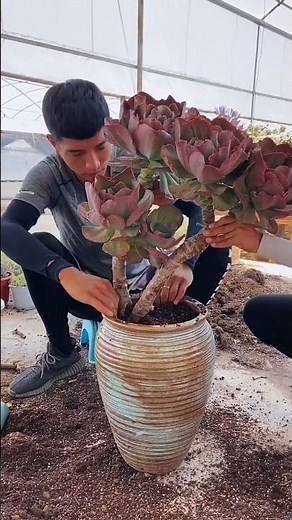 How to Repot Large Succulents Without Breaking Them