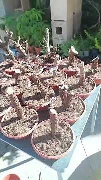 The SECRET to rooting bougainvillea cuttings