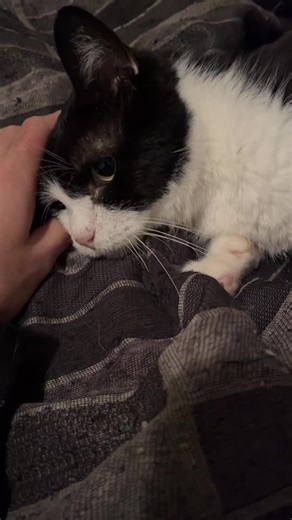 The Silent Knight (@the.silent.knight)’s videos with original sound - The Silent Knight