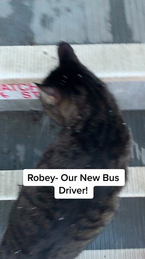 Cat Bus Driver: Meet Robey!