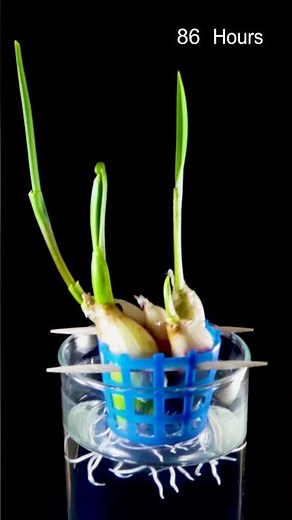 Growing garlic: growing hydroponic garlic time lapse #timelapse #plants #garlic