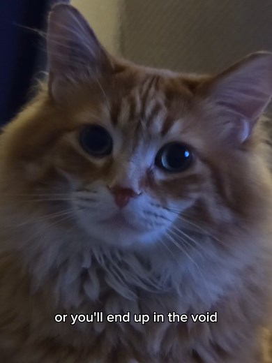 I'm not sure if he liked his new song 😅 #catsoftiktok #foryourpage | Walter The Cat