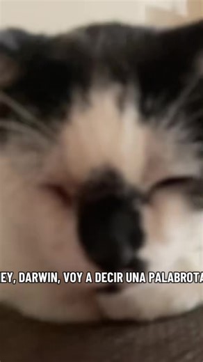 Videos de Tu_gatita_paulina (@erikapaulina0) con “sonido original - Gumball GoAnimate”